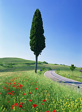 Winding road through typical landscape and a single cypress tree near Volterra in Tuscany, Italy, Europe