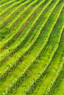 Vineyards near San Gimignano, Tuscany, Italy, Europe