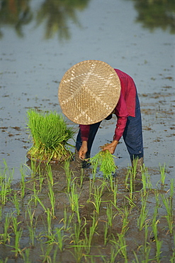 Woman in a straw hat planting out rice, Bali, Indonesia, Southeast Asia, Asia