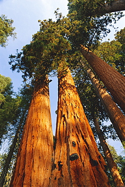 Giant sequoia tree, Sequoia National Park, California, USA, North America