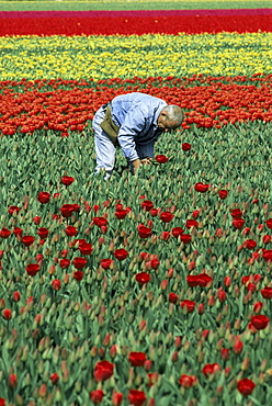 Man working in tulip fields, near Keukenhof, Holland, Europe