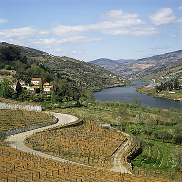 Vineyards of Quinta do Mourao, near Regua, Portugal, Europe