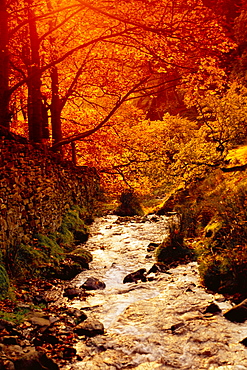 Fall foliage and running stream, Grindsbrook Edale, Peak District, Derbyshire, England, UK 