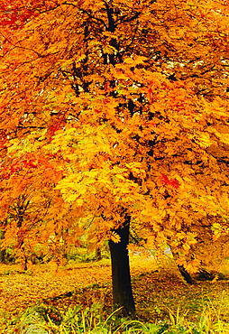 Ash tree, autumn foliage, Peak District National Park, Derbyshire, England, UK, Europe