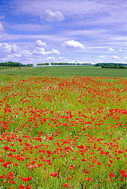 Poppies in the Valley of the Somme near Mons, Nord-Picardie (Picardy), France, Europe