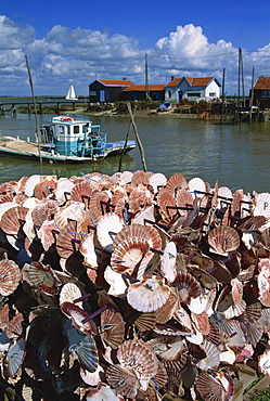 Oyster boat, River Seudre, Le Tregarde, Charente Maritime, Poitou-Charentes, France, Europe