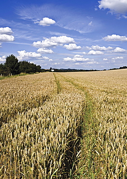 Farmland of cornfield ripening, England, United Kingdom, Europe