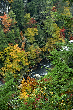 Aerial view over river running through the Linville Gorge and autumnal forest canopy, Blue Ridge Parkway, North Carolina, United States of America, North America