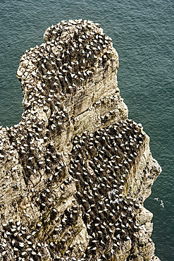 Gannets on the chalk cliffs, Bempton Cliffs RSPB Nature Reserve, Bridlington, Yorkshire, England, United Kingdom, Europe