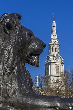 Lion at foot of Nelson's column and St. Martin-in-the-Fields church, Trafalgar Square, London, England, United Kingdom, Europe