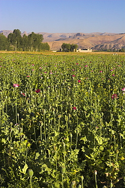 Poppy field between Daulitiar and Chakhcharan, Afghanistan, Asia