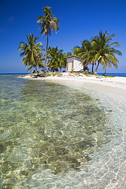 Palm trees on beach, Silk Caye, Belize, Central America