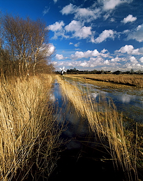 Wicken Fen, Cambridgeshire, England, United Kingdom, Europe