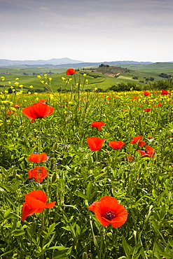 Poppy field and rolling countryside near Pienza, Tuscany, Italy, Europe