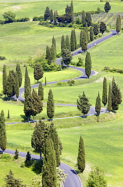 Winding country road flanked by cypress trees, near the town of Montechiello, Tuscany, Italy, Europe