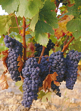 Grapes in vineyard near Logrono, Ebro Valley, La Rioja Province, Spain, Europe