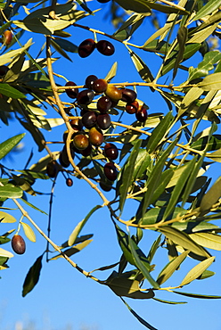 Olives on tree, Italy, Europe