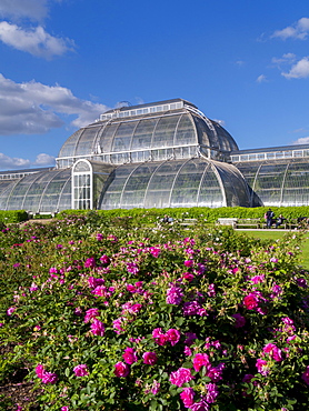 Palm House in Kew Gardens in summer, Royal Botanic Gardens, UNESCO World Heritage Site, Kew, Greater London, England, United Kingdom, Europe