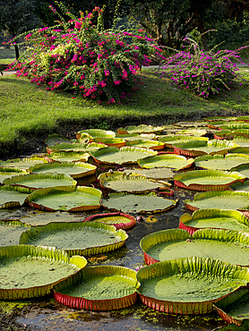 Giant lilies, Botanical Gardens, Kolkata, West Bengal, India, Asia