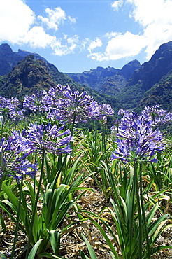 Agapanthus flowers near Serra de Agua, Madeira, Portugal, Europe