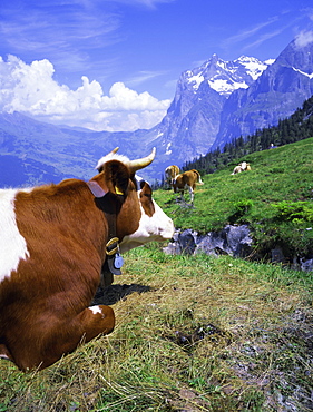 Cows at Alpiglen, Grindelwald, Bernese Oberland, Swiss Alps, Switzerland, Europe