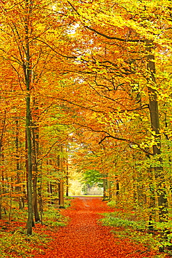 Autumnal forest near Kastel-Staadt, Rhineland-Palatinate, Germany, Europe