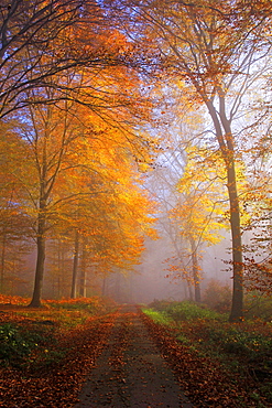 Autumnal forest near Kastel-Staadt, Rhineland-Palatinate, Germany, Europe