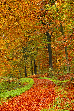 Autumnal forest near Kastel-Staadt, Rhineland-Palatinate, Germany, Europe