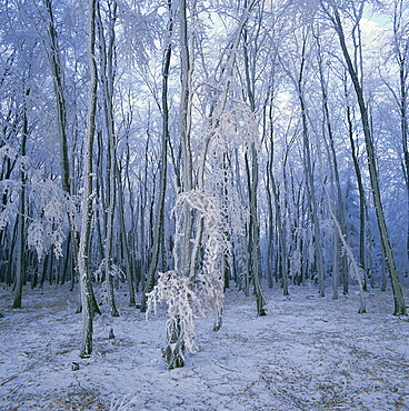 Frosted woodland