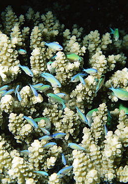 Small reef fish in coral, off Sharm el-Sheikh, Sinai, Red Sea, Egypt, North Africa, Africa