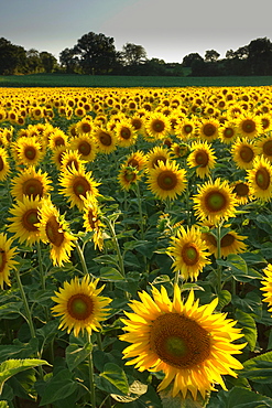 Sunflowers, near Chalabre, Aude, France, Europe