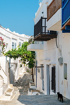 Black cat wandering down an alleyway through traditional white Greek houses, Kastro Village, Sifnos, Cyclades, Greek Islands, Greece, Europe