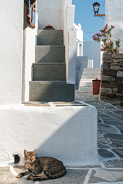 Cat basking in the sun by traditional white Greek houses, Kastro Village, Sifnos, Cyclades, Greek Islands, Greece, Europe