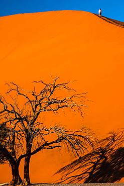 Man climbs down massive orange sand dune, dead tree in foreground, in Sossusvlei area, Namib Desert, Namib-Naukluft, Namibia, Africa