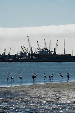 Great Flamingos at the water's edge with the cranes of the port in the background, the Wetlands, Walvis Bay, Namibia, Africa