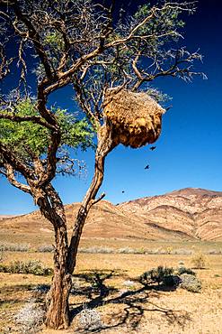 Nest of sociable weaver birds (philetairus socius) high up in a tree with mountains in background, Namib-Naukluft, Namibia, Africa