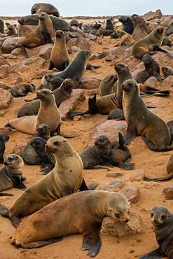 Seals alert at one of world's largest colonies of Cape Fur Seals (Arctocephalus pusillus), Atlantic Coast, Cape Cross, Namibia, Africa