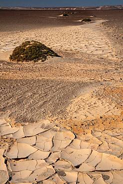 Baked white clay creates surreal pathway in the desert near the infamous Skeleton Coast, Namibia, Africa