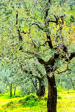 Bright shades of green sunlit olive trees and grass in Autumn after the rain, Greve in Chianti, Tuscany, Italy, Europe