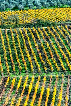 Patterned lines of vineyards in Autumnal colours in afternoon light, backed by olive groves, Giobbole, Tuscany, Italy, Europe