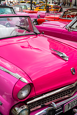 A convention of pink Chevrolet classic cars, Havana, Cuba 2 (vertical)