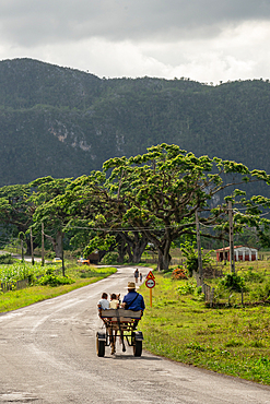 Family and family in horse drawn cart, Vinales, Cuba