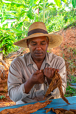 Tobacco plantation worker in straw hat, making his own cigar, Vinales, Cuba (Model Release)