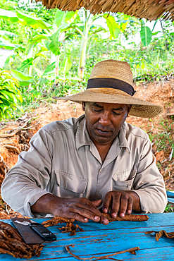 Tobacco plantation worker in straw hat, rolling his own cigar, Vinales, Cuba (Model Release)