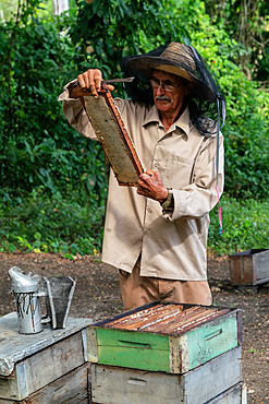 Honey producer inspecting his output, Condado, near Trinidad, Cuba 3 (Model Release)