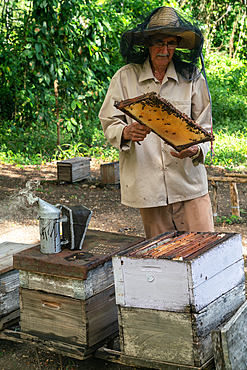 Honey producer inspecting his output, Condado, near Trinidad, Cuba 4 (Model Release)