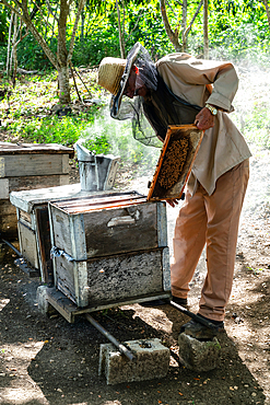 Honey producer inspecting his output, Condado, near Trinidad, Cuba 2 (Model Release)