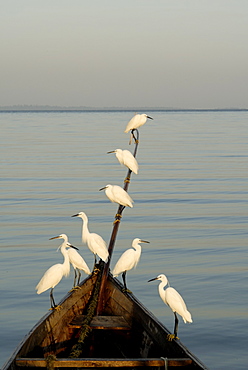 Egrets, Bugala Island, Lake Victoria, Uganda, East Africa, Africa