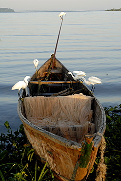 Egrets, Bugala Island, Lake Victoria, Uganda, East Africa, Africa