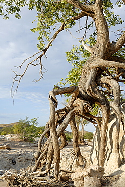 Heavy erosion along Hoanib River, Kaokoland, Namibia, Africa